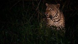 Leopard - Mburo Safari Lodge