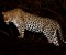 Leopard - Mburo Safari Lodge
