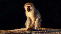 Velvet Monkeys - Mburo Safari Lodge