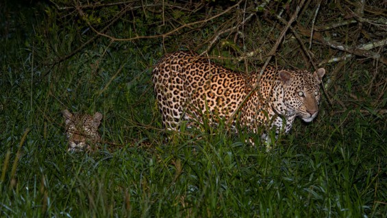 Leopards close to Mburo Safari Lodge