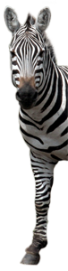 zebra