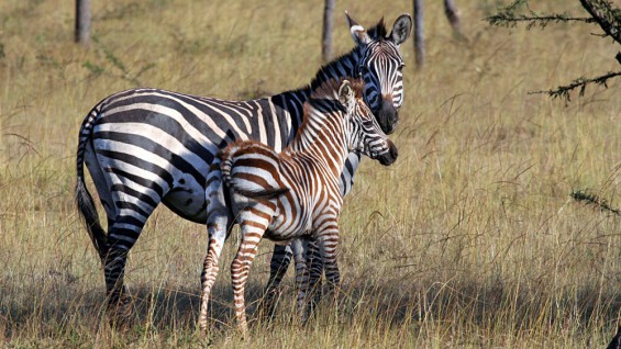 Zebras in Mburo National Park Uganda