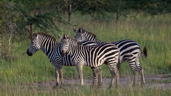 Mburo Uganda Zebra